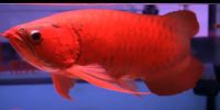 Arowana Fish for supply in UAE