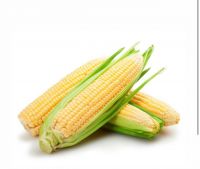 Yellow corn NON GMO