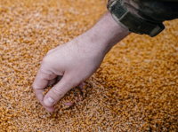 Grain, cereal, wheat from Poland.