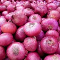 Freshest Onion Manufacturer Exporting Fresh Yellow Onion, Red Onion, White Onion All Year Round For Fried Food 3--12cm Onions