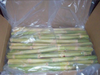 Premium Quality Fresh Sugarcane Exporter