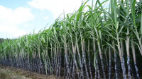 Premium Quality Fresh Sugarcane Exporter