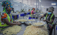 Wholesale Raw Cashew Nuts | Cashew Nut Size W180 W240 W320 W450