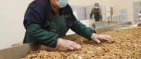 Organic Dried Walnuts Without Shell