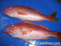 Red Snapper (Lutjanus Purpureus)