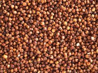 Good Quality Red Sorghum