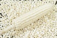 Grade 1 White Corn / Non Gmo White Maize