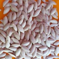 SL01 Slender Seeded Squash Variety with High Disease Resistance