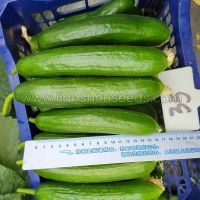 CU05 Open Field Cucumber Seed Variety