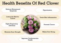 Red Clover Extract