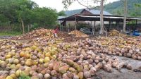 coconut semi husked
