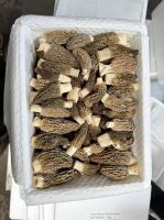 Morel Mushrooms 