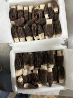 Morel Mushrooms 