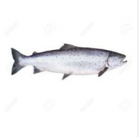 Quality Salmon Fish