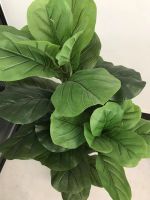 artificial fiddle leaf fig tree