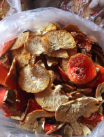 Amanita Muscaria/fly Agaric