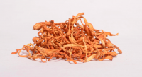 Cordyceps Militaris