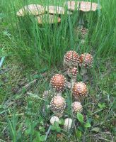 Amanita Pantherina