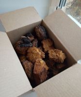 Chaga Mushroom