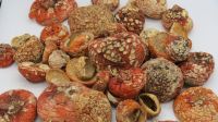 Amanita Muscaria Powder -  Raw Material For Muscimol Producing