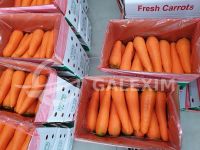 Vietnamese Fresh Carrots