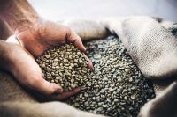 Arabica Coffee Beans