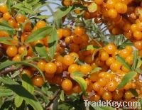 IQF sea buckthorn