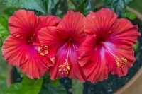 hibiscus flower