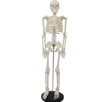 High Simulation Human Skeleton Model Natural Life Size