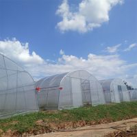 Single-span Plastic Film Greenhouse