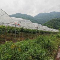 Tunnel Agriculture Green House Tunnel Rain Shelter Greenhouse For Tomato