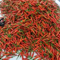 FROZEN RED CHILI