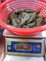 Frozen Blacktiger Shrimp export from Vietnam