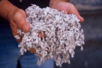 Quality Cotton Seeds