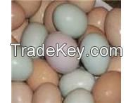 Quality Fertile parrot eggs