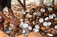 Organic Coconut Palm Sugar