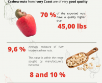 Cashew Nuts 