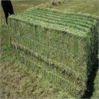 Livestock Feed Alfalfa Hay And Timothy Hay