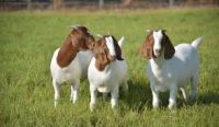 Boer Goat /saanen Goat / Nubian Goat /dwarf Goat 