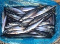 Parcific Mackerel