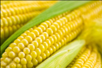 Corn