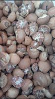 sell betel nut, areca nut, supari