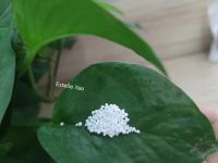 Potassium Carbonate From China