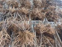 China tree poeny bare roots supplier