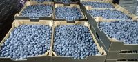 Fresh Blueberries