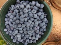 Fresh Blueberries