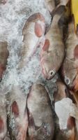 REEF COD FISH OR RED BELLY