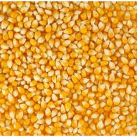 https://cn.tradekey.com/product_view/100-Yellow-Dried-Maize-At-Wholesale-Price-Grade-1-Non-Gmo-White-And-Yellow-Corn-maize-10227377.html