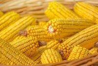 Yellow Corn , Yellow Maize , Non GMO Yellow Corn