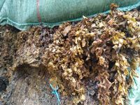 Sartgassum Seaweed Powder Is Used As Animal Feed And Biofertilizer
